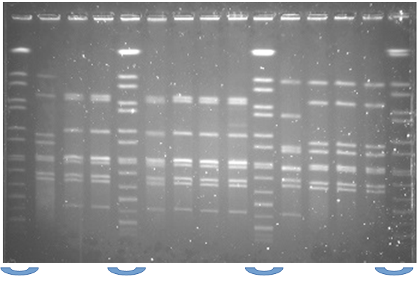 PFGE Campylobacter jejuni  - Enzima SmaI. Standard S. Braenderup - posizioni 1-5-10-15