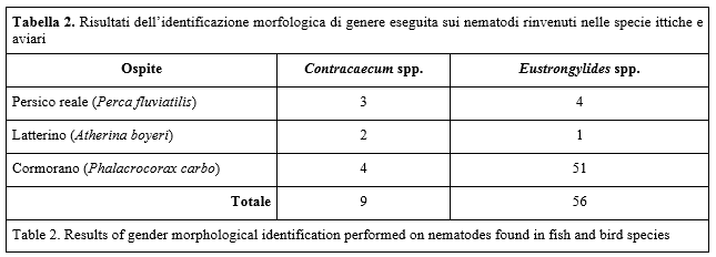 Table 2. Results of gender morphological identification performed on nematodes found in fish and bird species