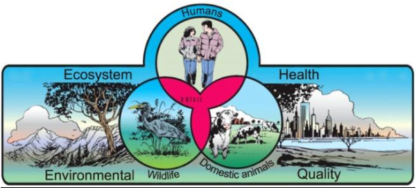 Diagramma che illustra il concetto di One Health
