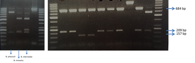 PCR-RFLP. Metodica che permette di distinguere le principali specie appartenenti al genere Brachyspira spp