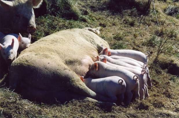 maiali allo stato brado in inverno - cortese concessione Coop. Montemercole SI