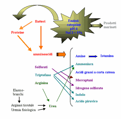 catabolismo delle sostanze azotate proteiche - Haouet M.N.