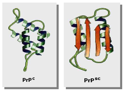 Struttura secondaria della proteina prionica cellulare e di quella patologica