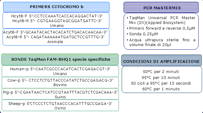Specifiche per real time PCR