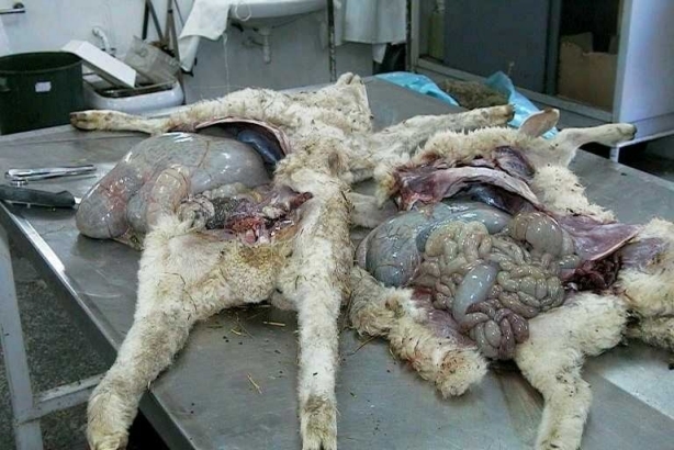 autopsia n. 2 agnelli