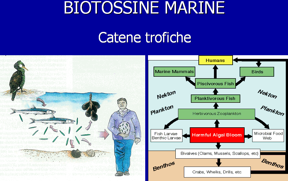 slide 2: Biotossine marine - catene trofiche