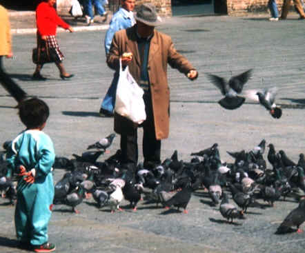 pigeons55.jpg